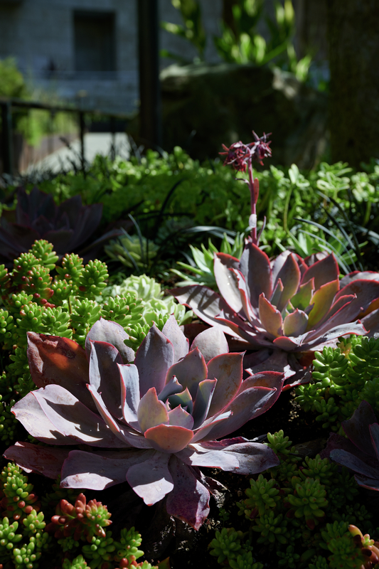 A close-up of some of the succulents featured in the Central Garden. Photo: Tahnee L. Cracchiola A close-up of some of the succulents featured in the Central Garden. Photo: Tahnee L. Cracchiola
