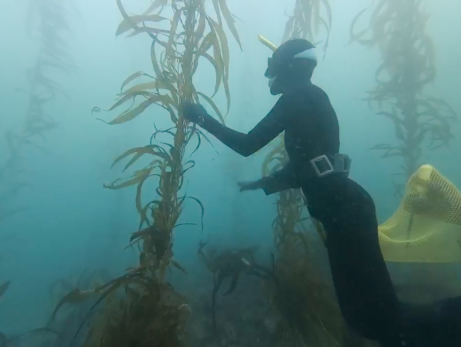 Oriana Poindexter in diving gear is under water holding a large kelp plant.