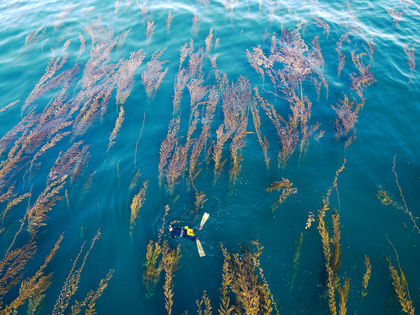 Aerial view of Oriana Poindexter in diving gear in the ocean surrounded by kelp