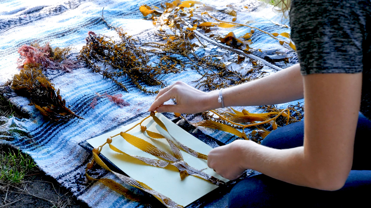 Kelp samples are arranged on a blanket while the hands of Oriana Poindexter place several on a piece of paper.