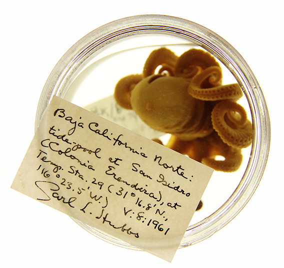 A small preserved octopus in a jar, with a hand written paper that says it’s from Baja California