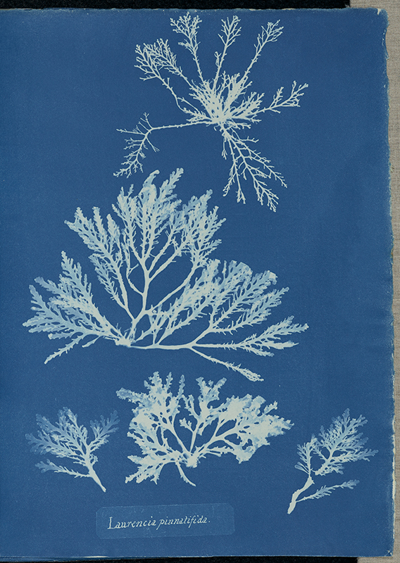 Print shows the outline of British algae on blue paper.
