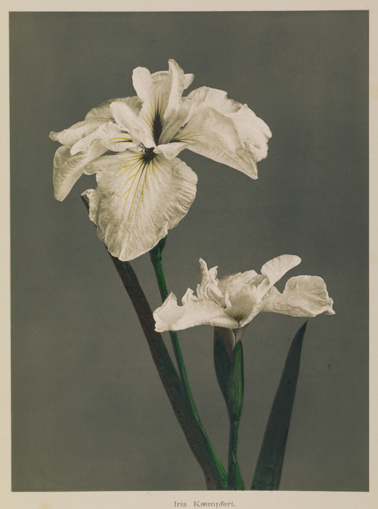 Collotype of an iris has white petals, dark green stems, and a gray background.