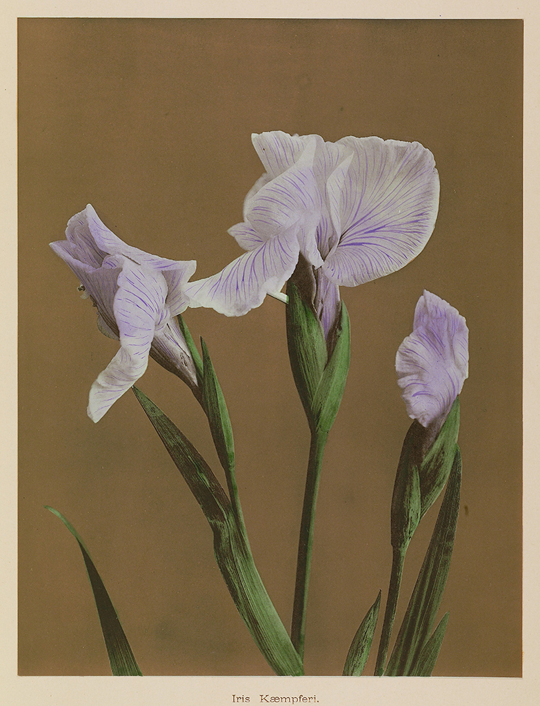 Collotype of an iris has purple petals, green stems, and a brown background.