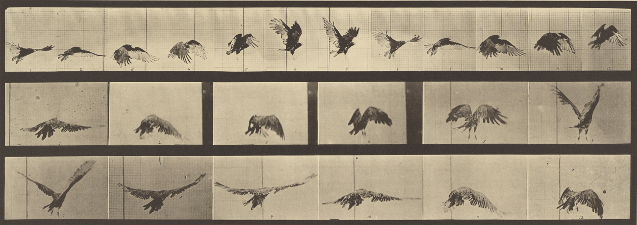 A series of photos each depict a bird at each body position as it flies.