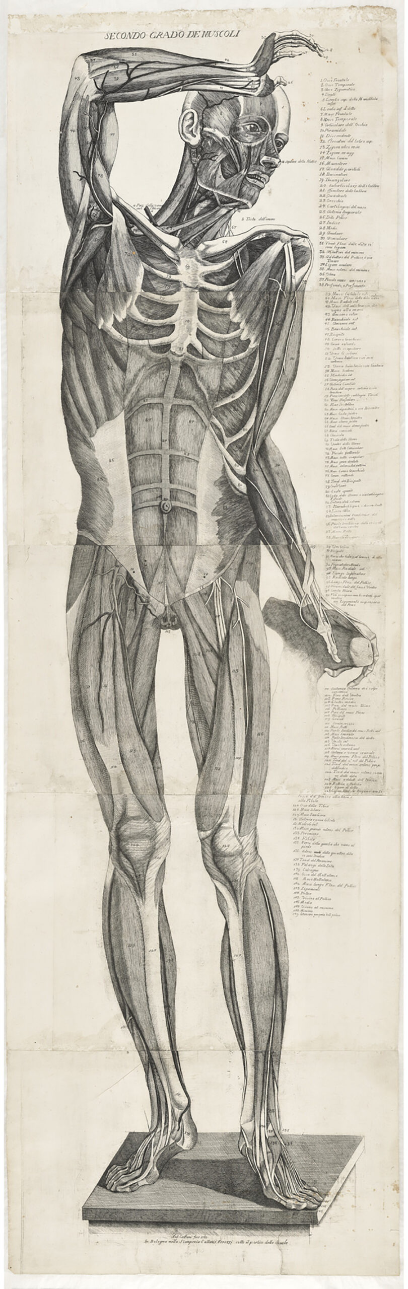 Second Level of Muscles, 1781, Antonio Cattani. Etching and engraving on five plates printed on five sheets. Getty Research Institute, 2014.PR.19 Image of skeleton on pedestal with one arm over their head. The muscles are labeled and tied to a key on the right side of the image.