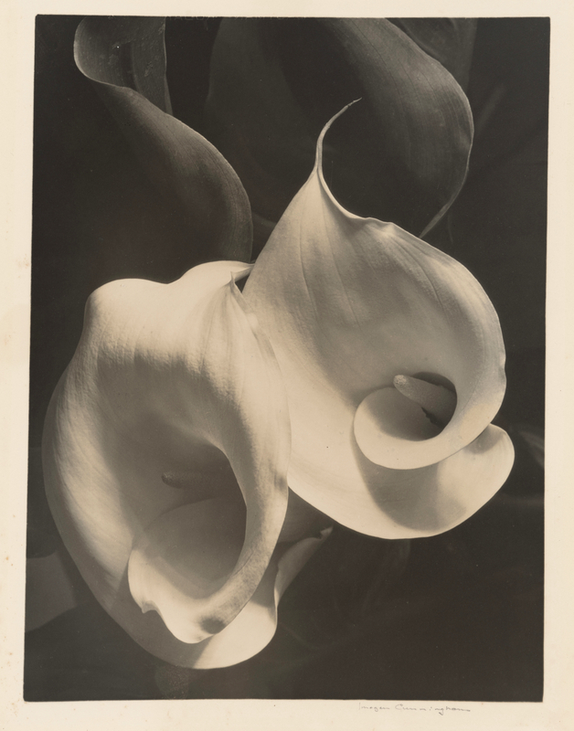Two Callas, 1925/1929, Imogen Cunningham. Gelatin silver print, 11 13/16 × 8 7/8 in. The Art Institute of Chicago, Julien Levy Collection, Gift of Jean Levy and the Estate of Julien Levy, 1988.157.24. © Imogen Cunningham Trust Black and white image of two white calla lilies shown from above.