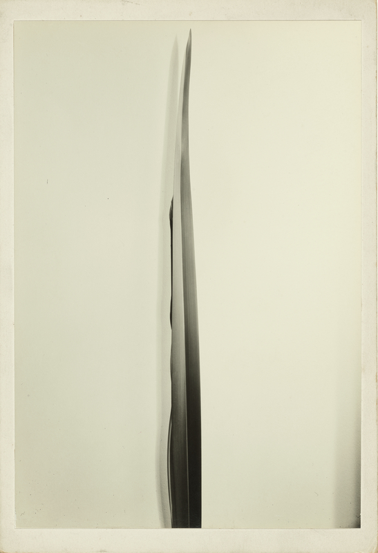 Flax, 1926, Imogen Cunningham. Gelatin silver print, 9 1/4 × 6 5/16 in. Getty Museum, 2019.93 © Imogen Cunningham Trust A single blade of flax is in the center of a white background. It is darker at the base and gets lighter and narrower towards the top of the frame.