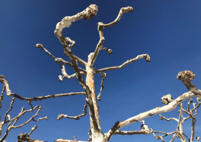 Eva Marie Rodriguez Morris