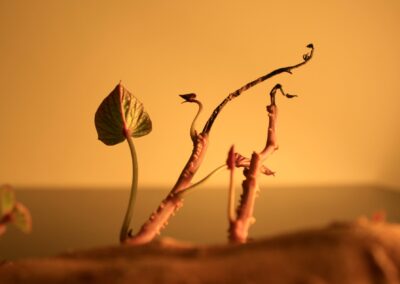 Alexandra Bridarolli